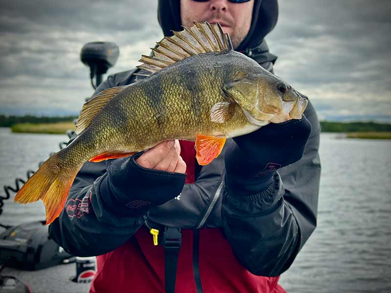 Guantes Neopreno Mitts Fox Rage - Tienda Bass